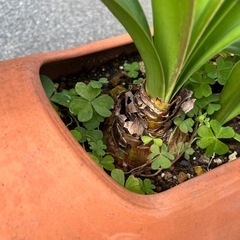 素焼き　植木鉢　の画像