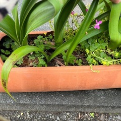 素焼き　植木鉢　の画像