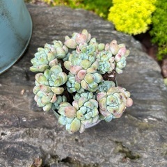 多肉　多肉植物　ラウル群生の画像