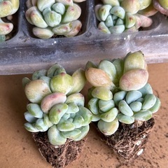 多肉　多肉植物　ラウル群生の画像