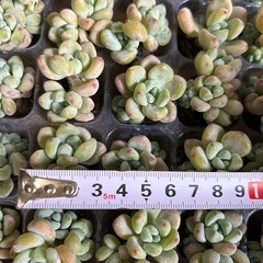 多肉　多肉植物　ラウル群生の画像