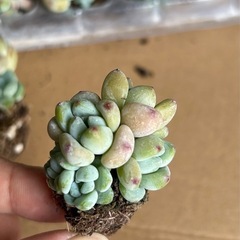 多肉　多肉植物　ラウル群生の画像
