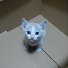 子猫