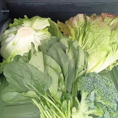 無料、お野菜🥗