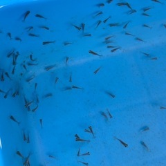金魚 ★土佐錦 稚魚★ ‪☆15匹500円‪☆