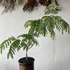 斑入り
ネムの木