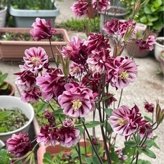 オダマキ♡種♡100粒程