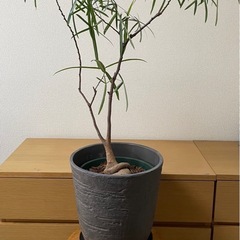 ボトルツリー　ブラキキトン