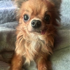 めちゃくちゃかわいいチワワ★コリキちゃん★オス★3歳★