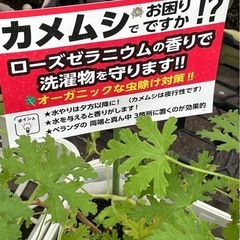 虫除けに！ローズゼラニウム2株