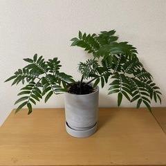 ①リュウビンタイ　観葉植物