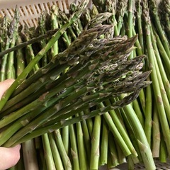 完売しました　
アスパラの画像