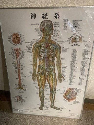 【取引中】整体用品 骨格標本＋鍼灸モデル＋人体ポスター