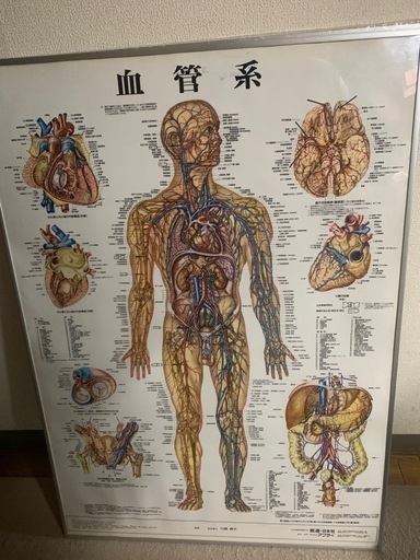 【取引中】整体用品 骨格標本＋鍼灸モデル＋人体ポスター