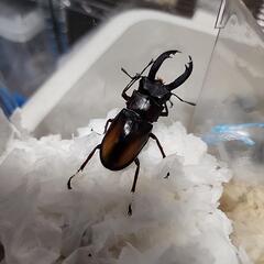 セアカフタマタクワガタ亜種エロンガトゥス♂️60mm♀️フリーペア