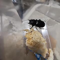 セアカフタマタクワガタ亜種エロンガトゥス♂️60mm♀️フリーペアの画像