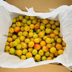 今年の小さい南高梅はもう終わっちゃって、今あるのは大きめの青梅だけです。 無農薬完熟南高梅2k gの画像