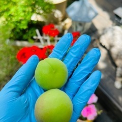 今日（5日）収穫できます。無農薬青梅1.5キロの画像