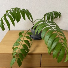 ②リュウビンタイ　観葉植物