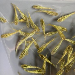 10匹＋a★メダカ★黄金ラメの画像