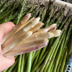 完売　　ホワイトアスパラの画像