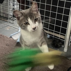 人間にも他の猫にもフレンドリー🎶仲良し2匹