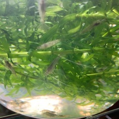 ミナミヌマエビ🦐アナカリス水草🌿レッドラムズ