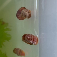 ミナミヌマエビ🦐アナカリス水草🌿レッドラムズの画像