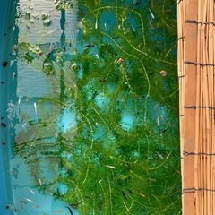 ミナミヌマエビ🦐アナカリス水草🌿レッドラムズの画像
