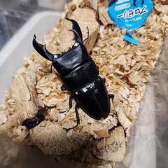 ベンクール産スマトラヒラタクワガタ♂️92mm♀️フリーペア