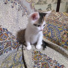 里親募集　子猫　No,3