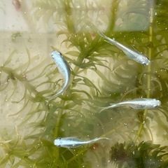 産卵中🐟ミユキフルボディ🐟　30匹➕α