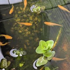 メダカ(楊貴妃