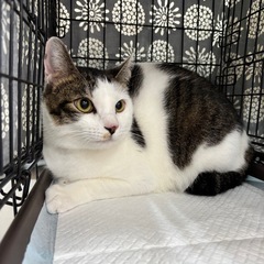 🐾動画付き🐾人懐こいイケメン