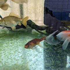 天然記念物　鉄魚4匹　選別漏れの画像
