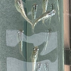 産卵中🐟ブルースターダスト針子🐟　30匹➕αの画像