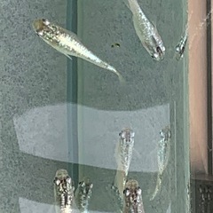 産卵中🐟ブルースターダスト針子🐟　30匹➕αの画像