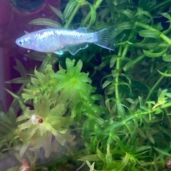 産卵中🐟ブルースターダスト針子🐟　30匹➕αの画像