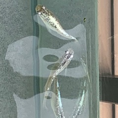 産卵中🐟ブルースターダスト針子🐟　30匹➕αの画像