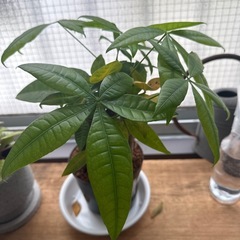 決まりました！パキラ