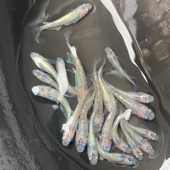 めだか　卵　有精卵
の画像