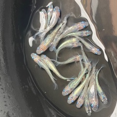 めだか　卵　有精卵
の画像
