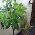 ランキングキーワードに紐づく投稿画像-観葉植物
