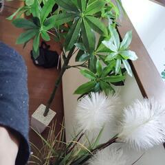 フェイク観葉植物の画像