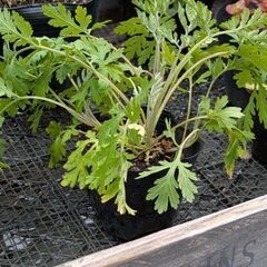 タナセタム　ジャックポット　宿根草　苗