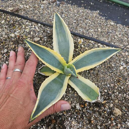 【１株のみ】　アガベ　ピンティラ　購入時名称　斑入り　レア 斑入りのアガベを販売 | ネットショップ・アガベ