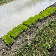 ヒノヒカリ　田んぼ　稲　水稲苗の画像