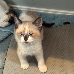 2歳のママと1歳の男の子、1ヶ月半の子猫3匹です − 千葉県