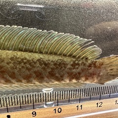 🐠ニューレインボースネークヘッド ±13.5㎝ 3,000円　の画像