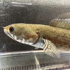🐠ニューレインボースネークヘッド ±13.5㎝ 3,000円　の画像